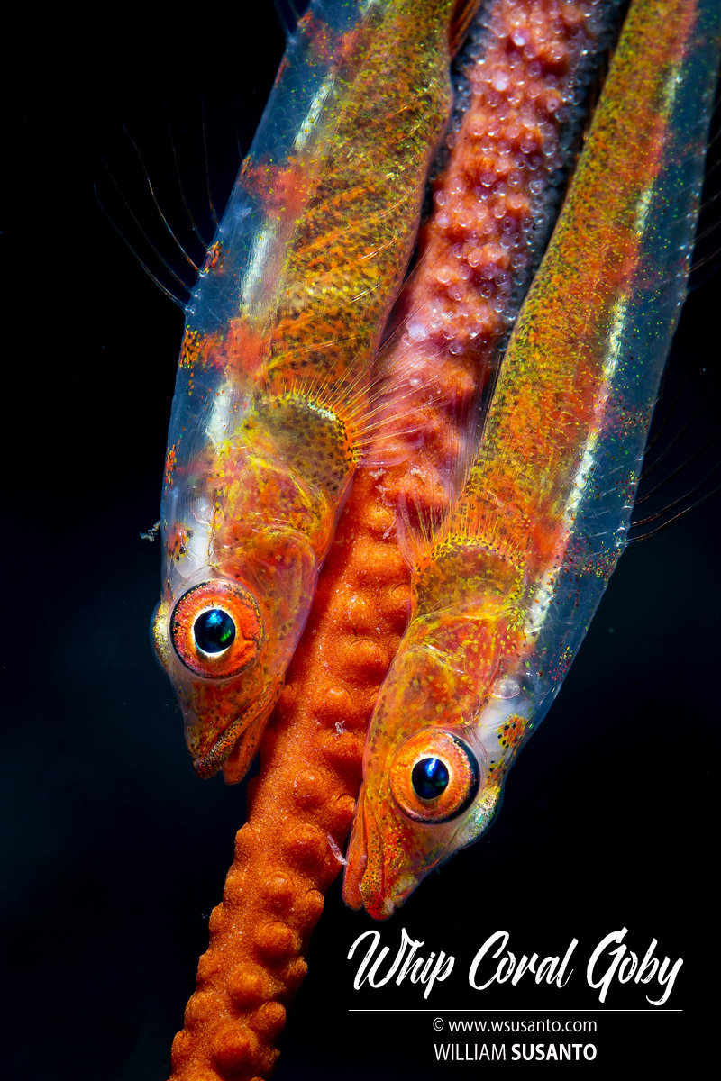 Whip Coral Gobies with Eggs
